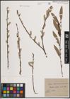 Foto von Salix atrocinerea Brot. x Salix viminalis L.